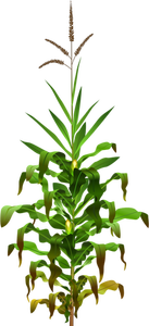 Vector drawing of mais plant with ripe corn