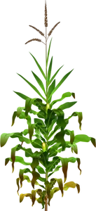 Vector drawing of mais plant with ripe corn