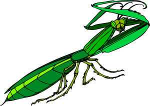 Groene praying mantis