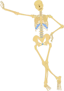 Permanent schelet vector imagine