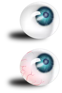 Deux globes oculaires