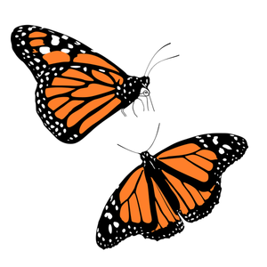 Vektor ClipArt av svart och orange fjärilar