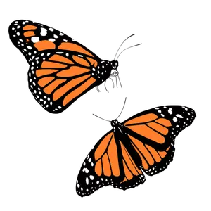 Clipart vectoriels de papillons noirs et orange