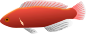 Cirrhilabrus jordanska fisk vektor illustration