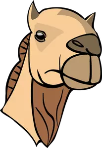 Kamel huvud bild