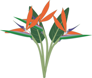 Vector clip art of paradise flower