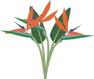 Clip-art vector da flor do paraíso