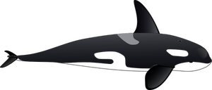 Vector afbeelding van grote orca