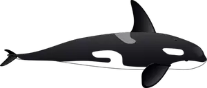 Vectorul de imagine de mare orca