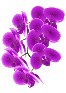 Orchid branch