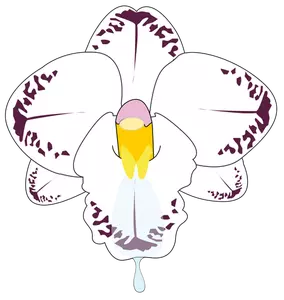 Clip art of wild orchid flower in color