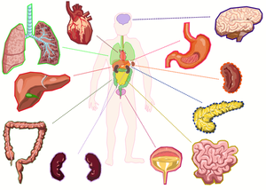 İnsan vücudunun organları