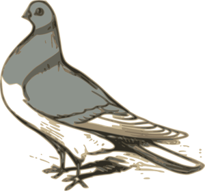 Vector clip art of grey pigeon illustration