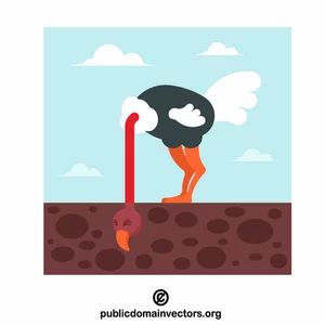 Ostrich with its head in the ground