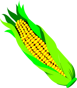 Image vectorielle couleur de ta de maïs