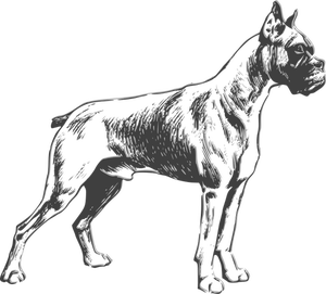 Boxer dog vector drawing