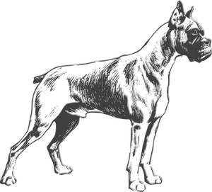 Boxer hund vektortegning