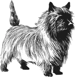 Dibujo vectorial de Cairn terrier