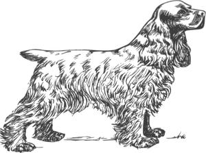 Disegno vettoriale di Cocker Spaniel in scala di grigi