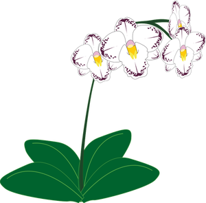 Wizerunek Biała orchidea roślina