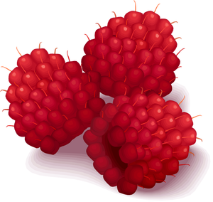 Raspberries vector illustration