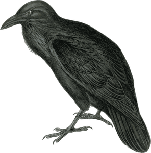 Imagem vetorial de corvo colorido escuro em tom monótono