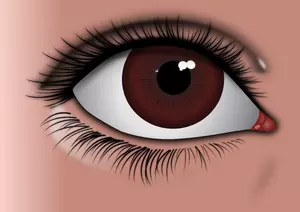 Realistisk brun öga