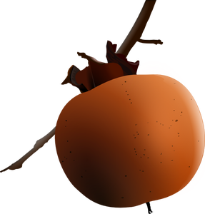 Vector image of apricot