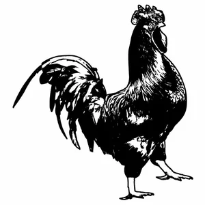 Rooster vector graphics