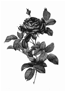 Zilver-grijze rose