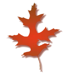 Oak leaf vector illustration