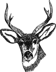 Boynuzlu geyik kafası vektör görüntü