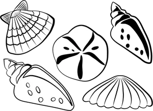 Sea shells vector illustration