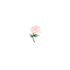 Single rose vector image