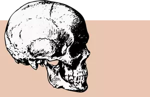 Side view skull