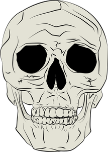 Illustrazione di vettore del cranio umano reale