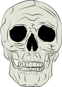 Ilustração em vetor de crânio humano real