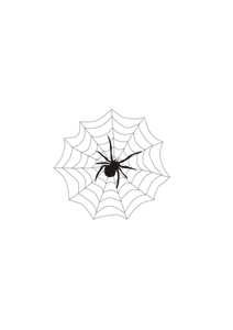 Spinne und web