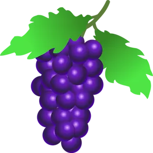 Vestor illustratie van rijpe druiven