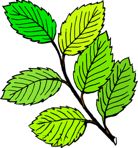 Frunze de grafică vectorială
