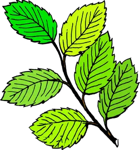 Leaves vector graphics