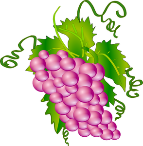 Vector image of bunch of grapes