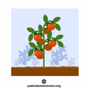 Giardino del pomodoro