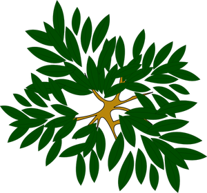 Leafy plant