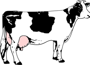 Vector afbeelding van volledige melk koe