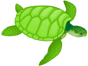 Green sea turtle vector clip art