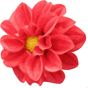 Dahlia flower vector