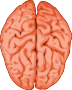 Vector de la imagen de un cerebro