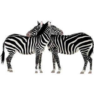 Two zebra animals