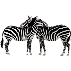 Two zebra animals